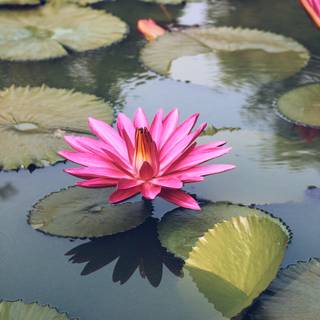 Flowers in water wallpaper