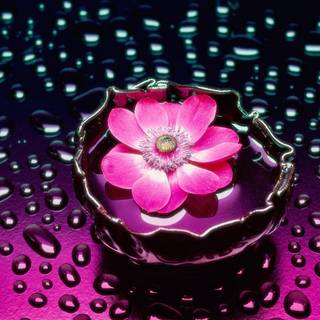 Flowers in water wallpaper