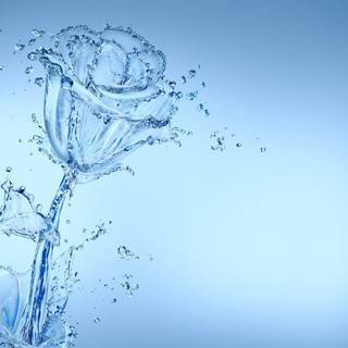 Flowers in water wallpaper