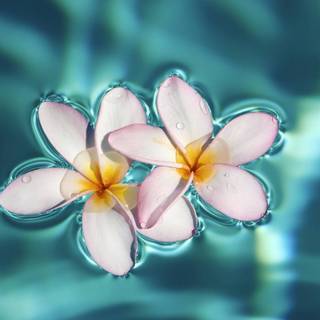 Flowers in water wallpaper