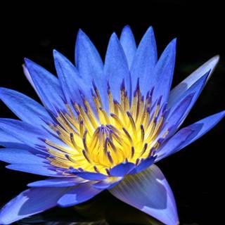 Flowers in water wallpaper