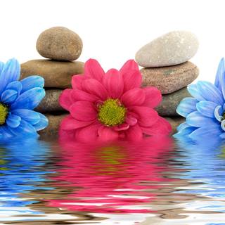 Flowers in water wallpaper
