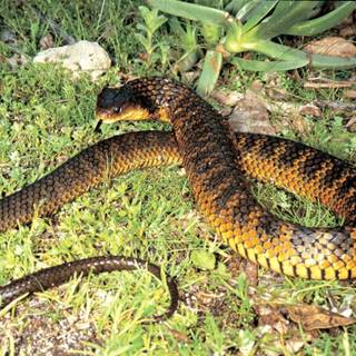 Tiger snake wallpaper