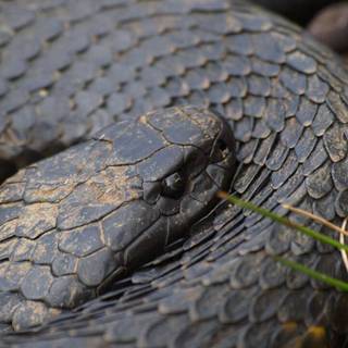 Tiger snake wallpaper