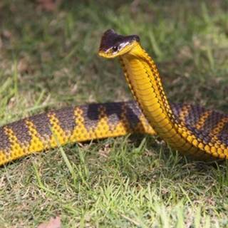 Tiger snake wallpaper