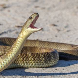 Tiger snake wallpaper