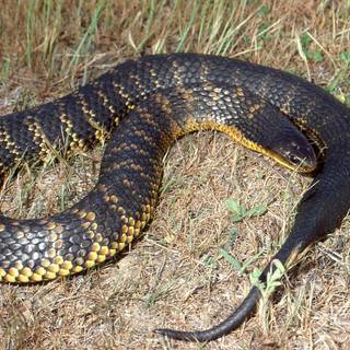 Tiger snake wallpaper