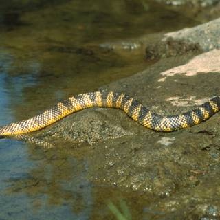 Tiger snake wallpaper