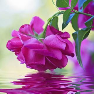 Flowers in water wallpaper