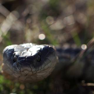 Tiger snake wallpaper
