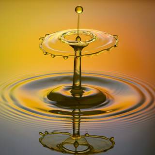 Flowers in water wallpaper