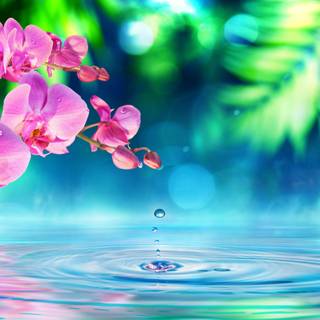 Flowers in water wallpaper