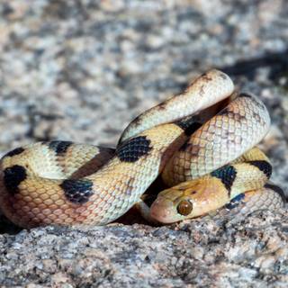 Tiger snake wallpaper