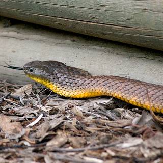 Tiger snake wallpaper
