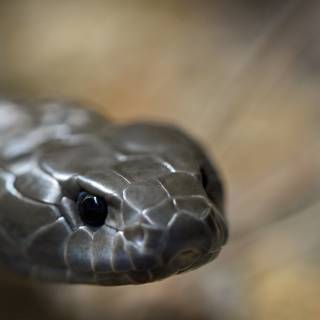 Tiger snake wallpaper