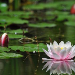 Flowers in water wallpaper