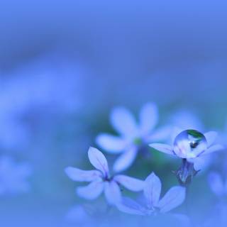 Flowers in water wallpaper