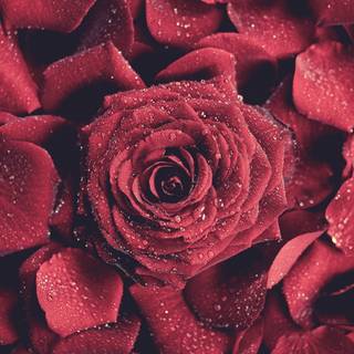 Flowers in water wallpaper