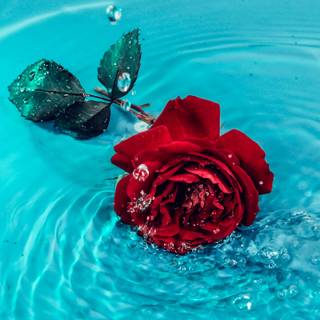 Flowers in water wallpaper