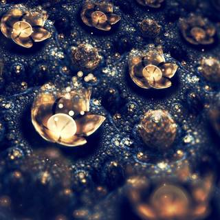 Flowers in water wallpaper