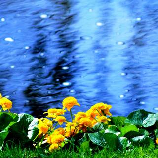 Flowers in water wallpaper