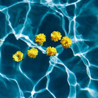 Flowers in water wallpaper