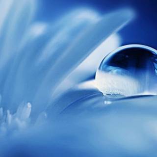 Flowers in water wallpaper