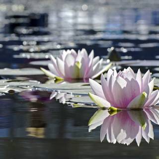 Flowers in water wallpaper