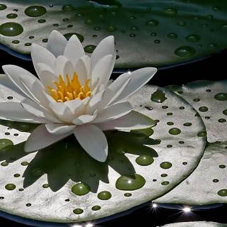 Flowers in water wallpaper