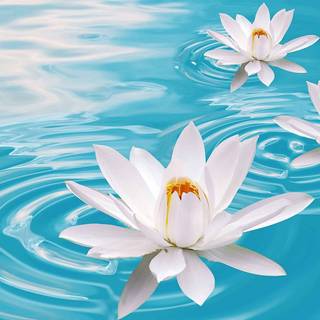 Flowers in water wallpaper