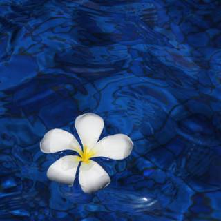 Flowers in water wallpaper
