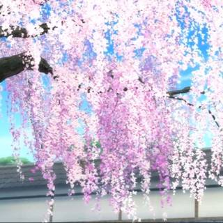 Anime Sakura Tree wallpaper