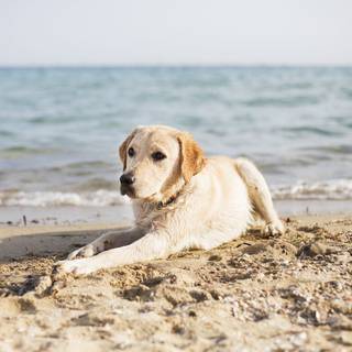 Dogs at the beach wallpaper