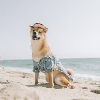 Dogs at the beach wallpaper
