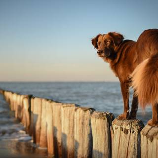 Dogs at the beach wallpaper