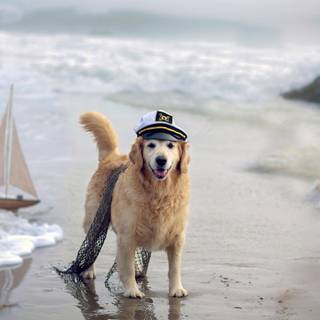Dogs at the beach wallpaper