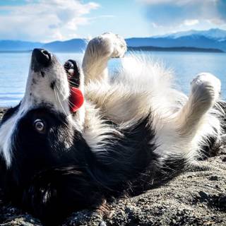 Dogs at the beach wallpaper