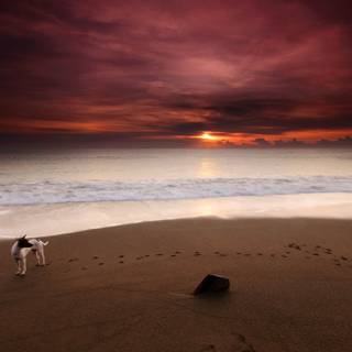 Dogs at the beach wallpaper