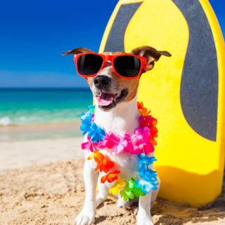 Dogs at the beach wallpaper