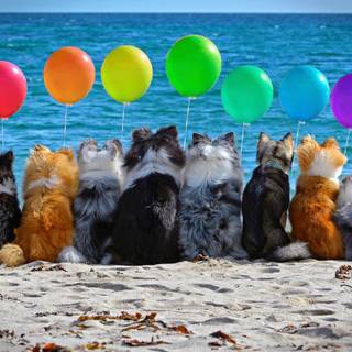 Dogs at the beach wallpaper