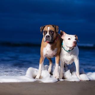 Dogs at the beach wallpaper