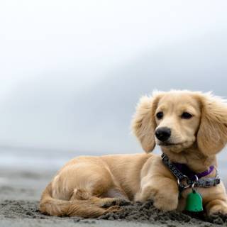 Dogs at the beach wallpaper