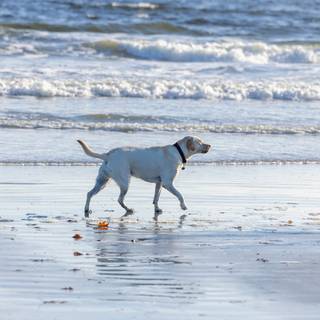 Dogs at the beach wallpaper
