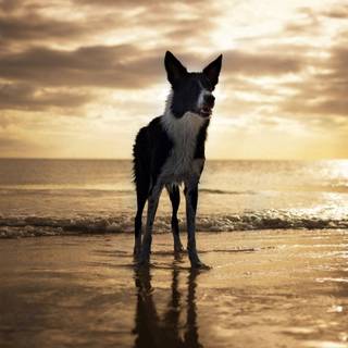 Dogs at the beach wallpaper