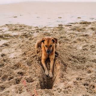 Dogs at the beach wallpaper