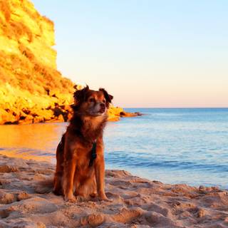 Dogs at the beach wallpaper