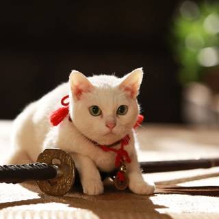 Cat samurai wallpaper