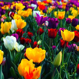 Colorful spring wallpaper