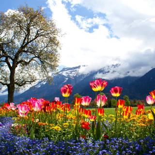 Colorful spring wallpaper