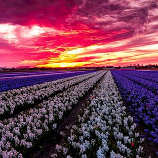 Colorful spring wallpaper